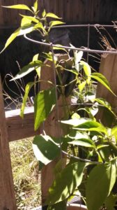 End of the Season Image